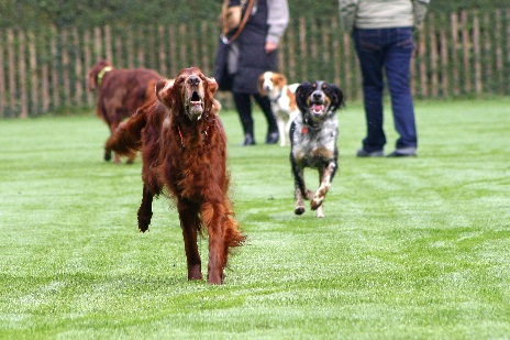 Freizeitlaufen Hundefreilauf Eickhorst Hille Minden